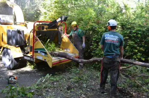 tree services Zion